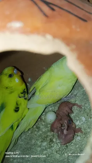 Two running budgie birds with 2 pairs of chicks