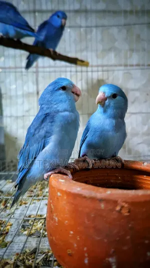 ফোরপাস জোড়া