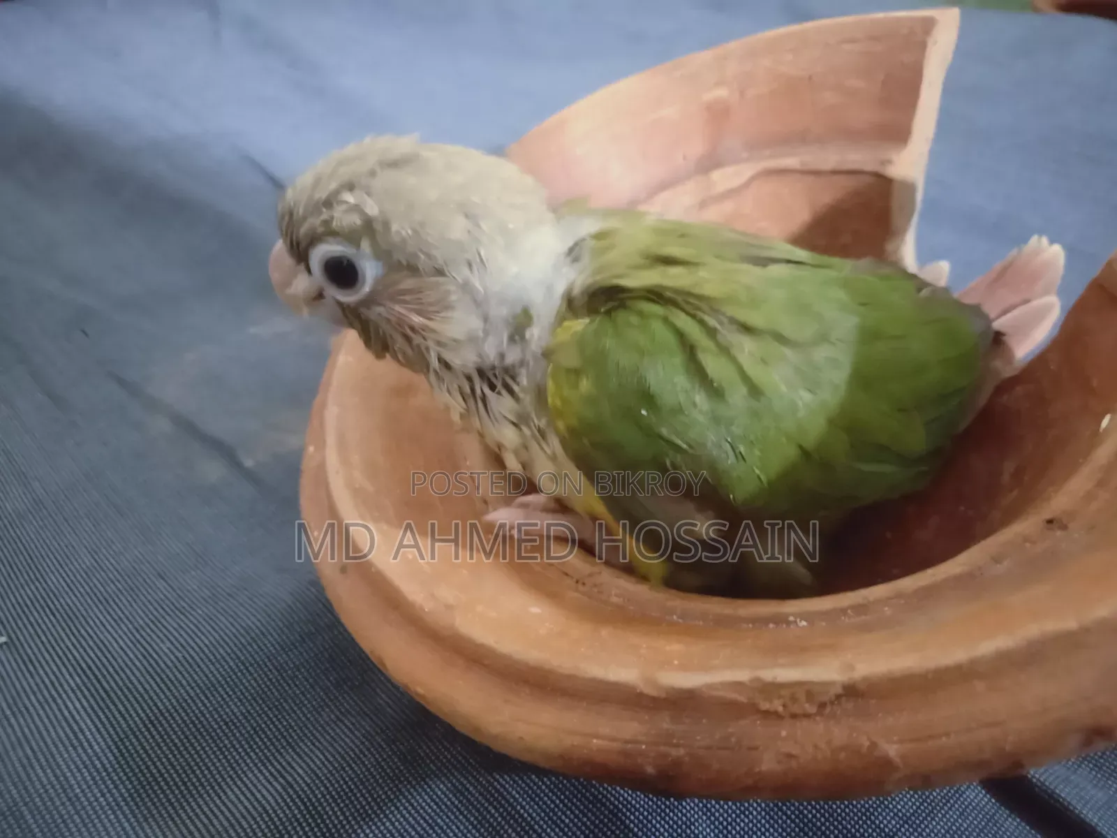 Active Pineapple Conure