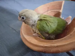 Active Pineapple Conure
