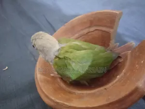 Active Pineapple Conure
