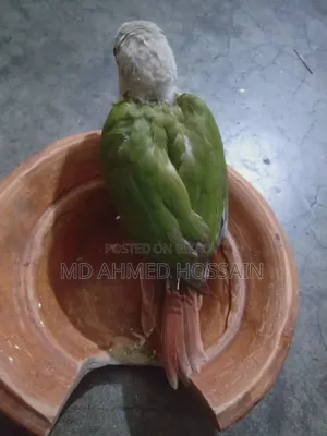 Active Pineapple Conure