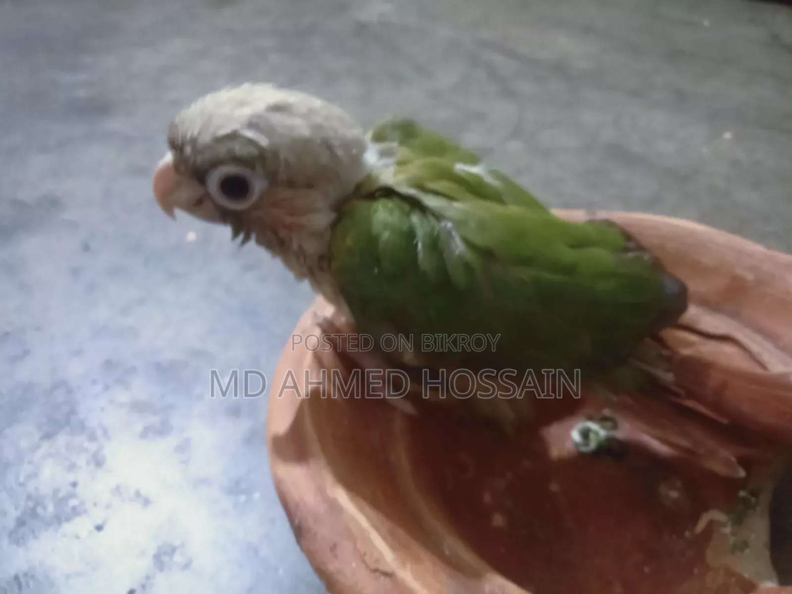 Active Pineapple Conure