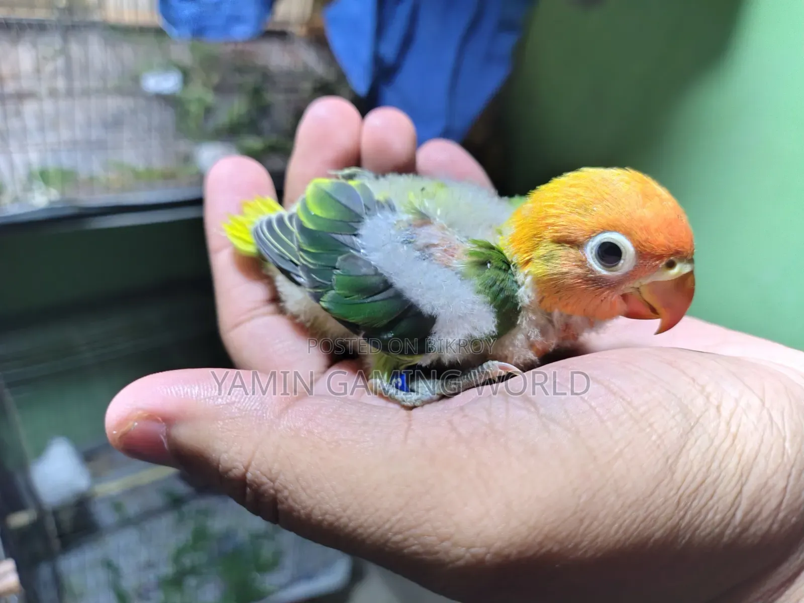 Love Bird 🕊️