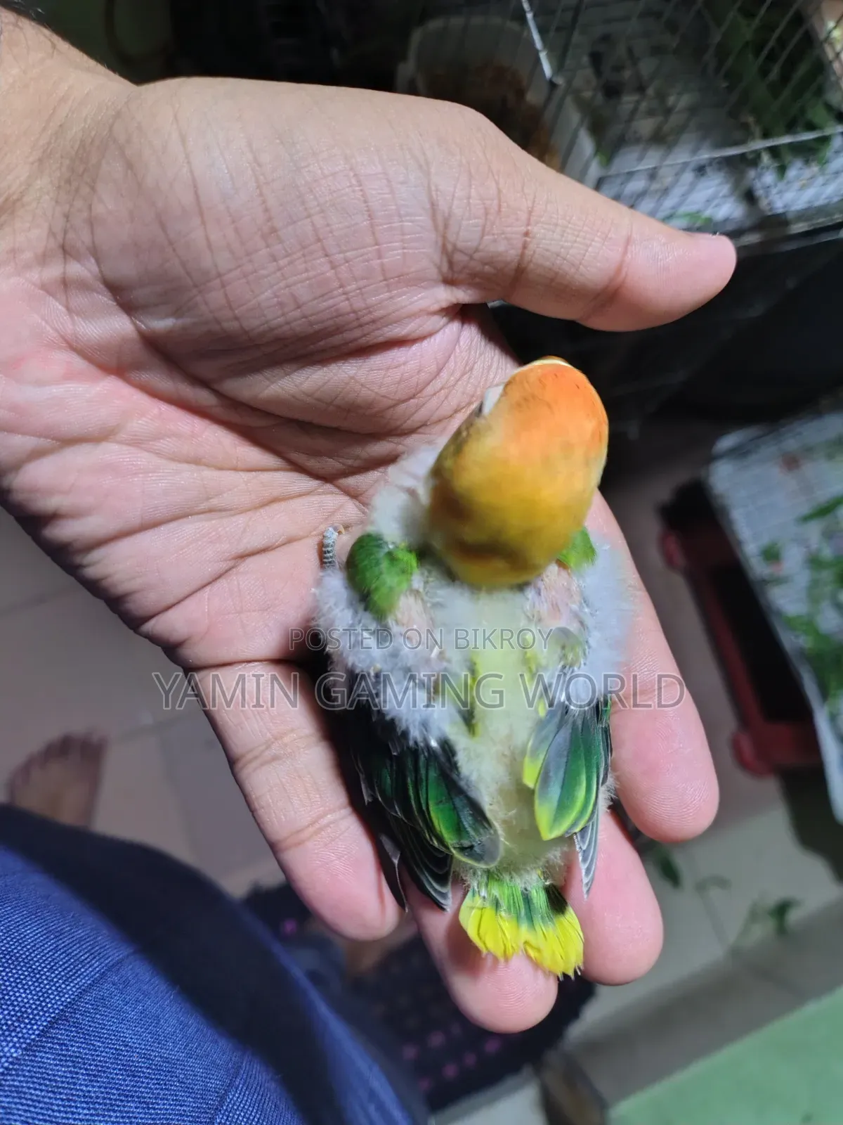Love Bird 🕊️