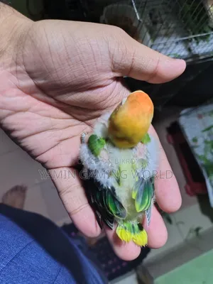 Love Bird 🕊️