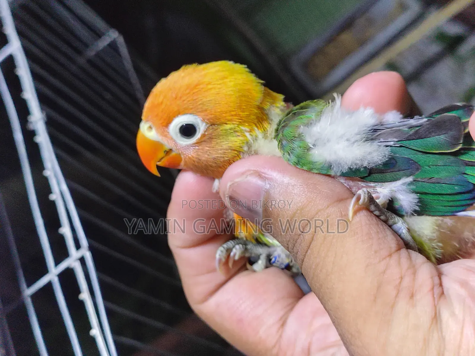 Love Bird 🕊️