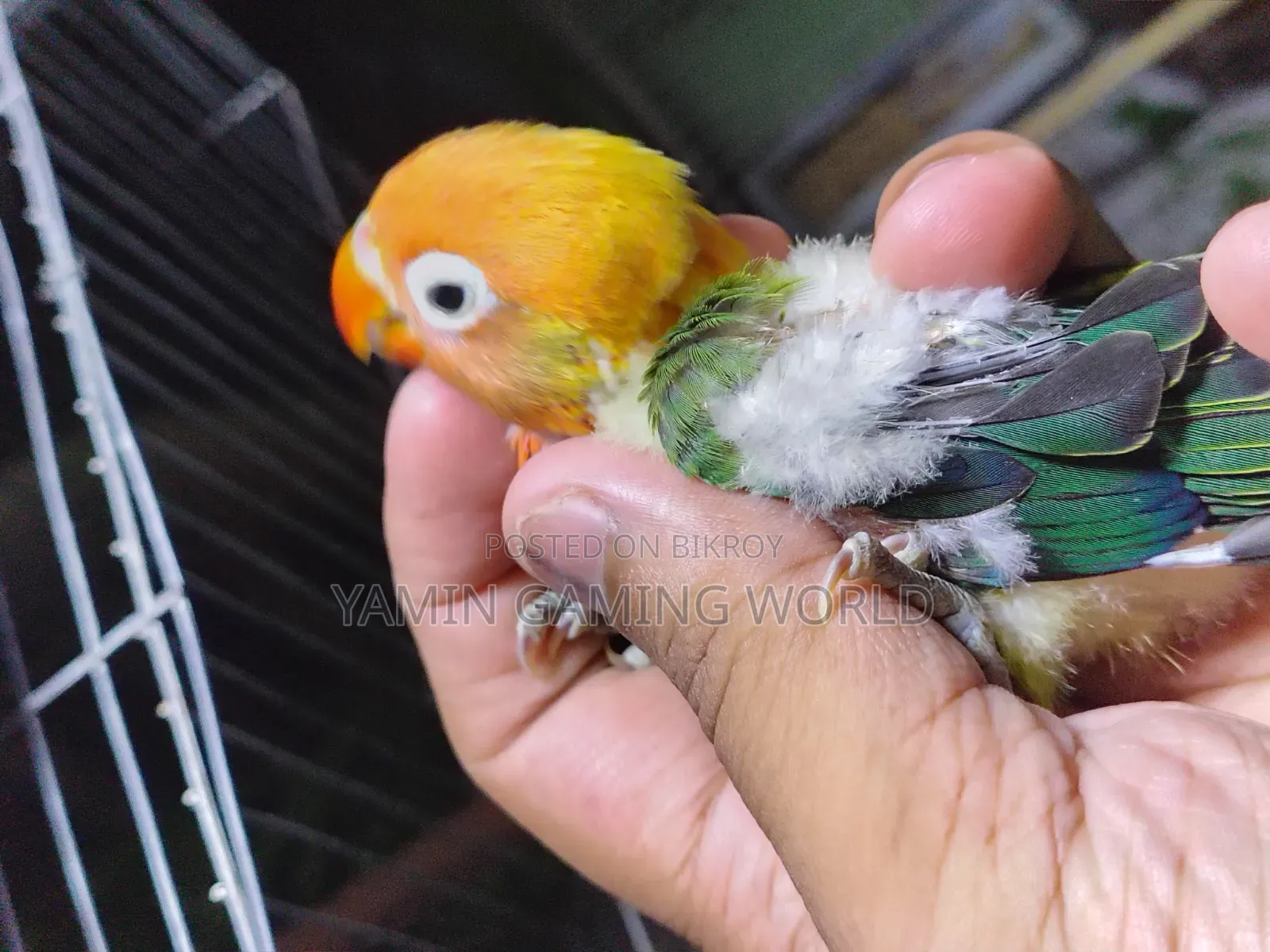 Love Bird 🕊️