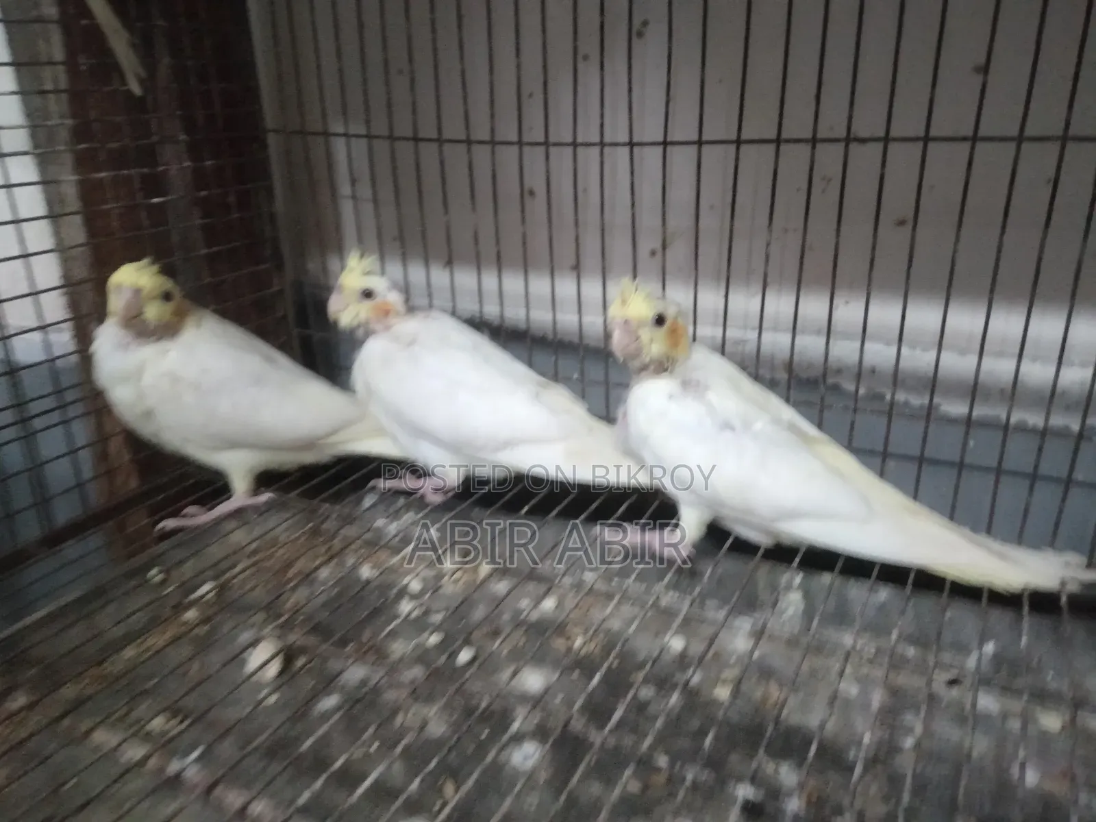 Cockatiel baby.