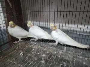 Cockatiel baby.
