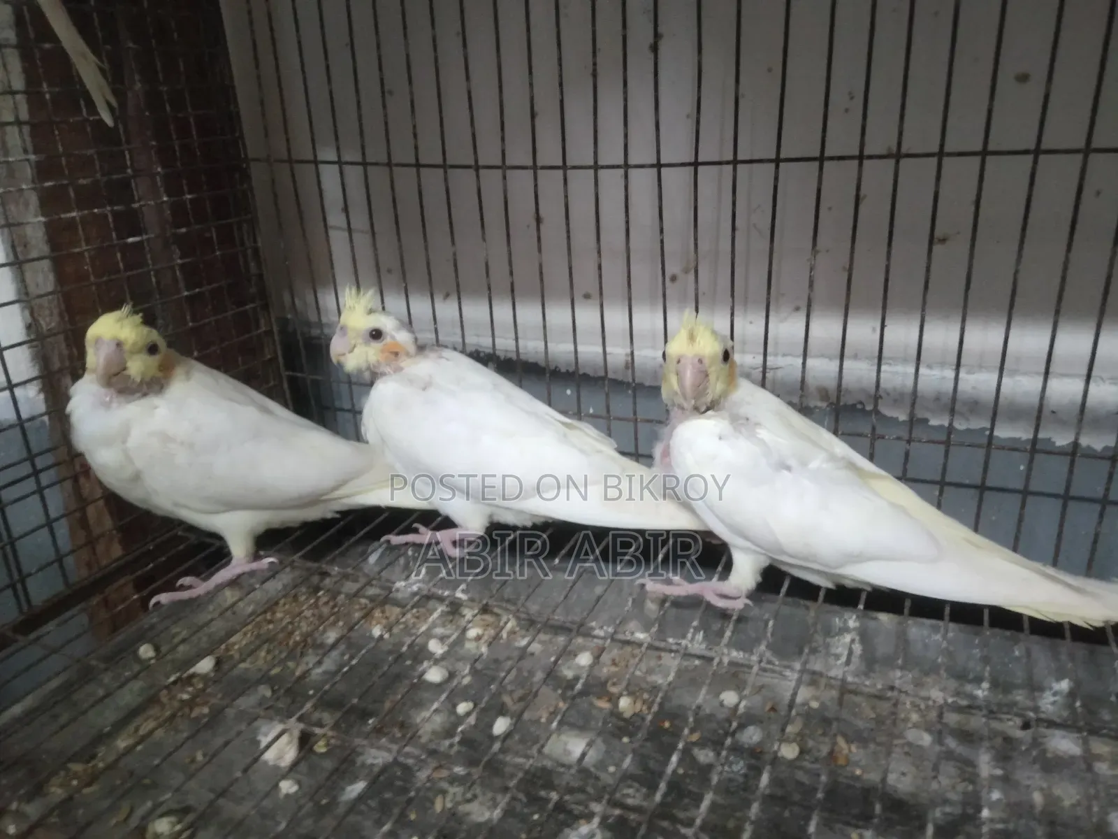 Cockatiel baby.