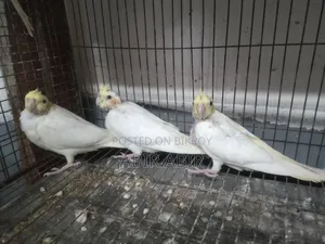 Cockatiel baby.