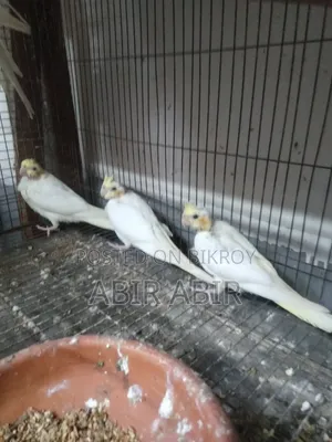 Cockatiel baby.