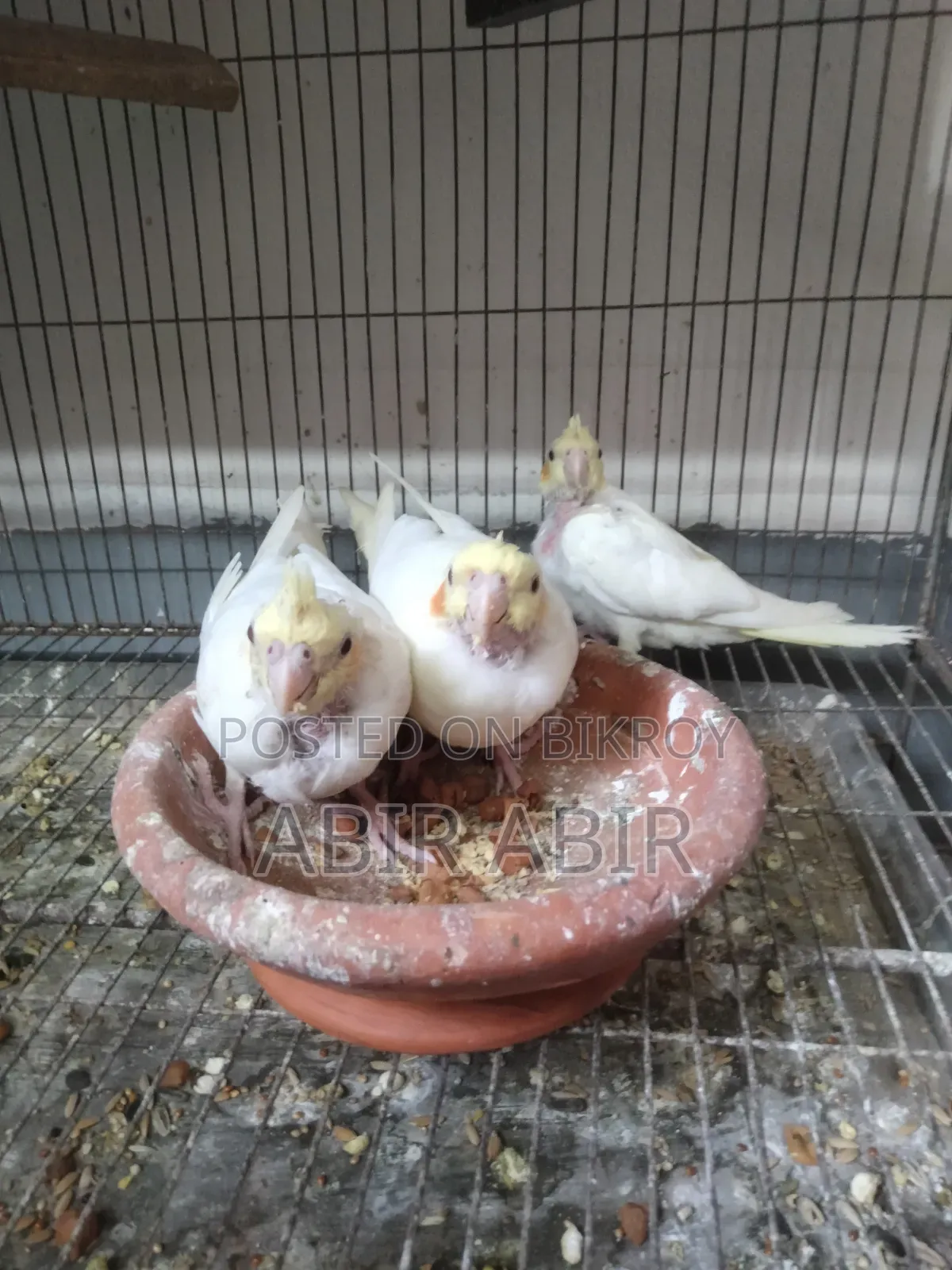 Cockatiel baby.