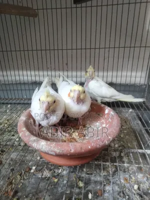 Cockatiel baby.