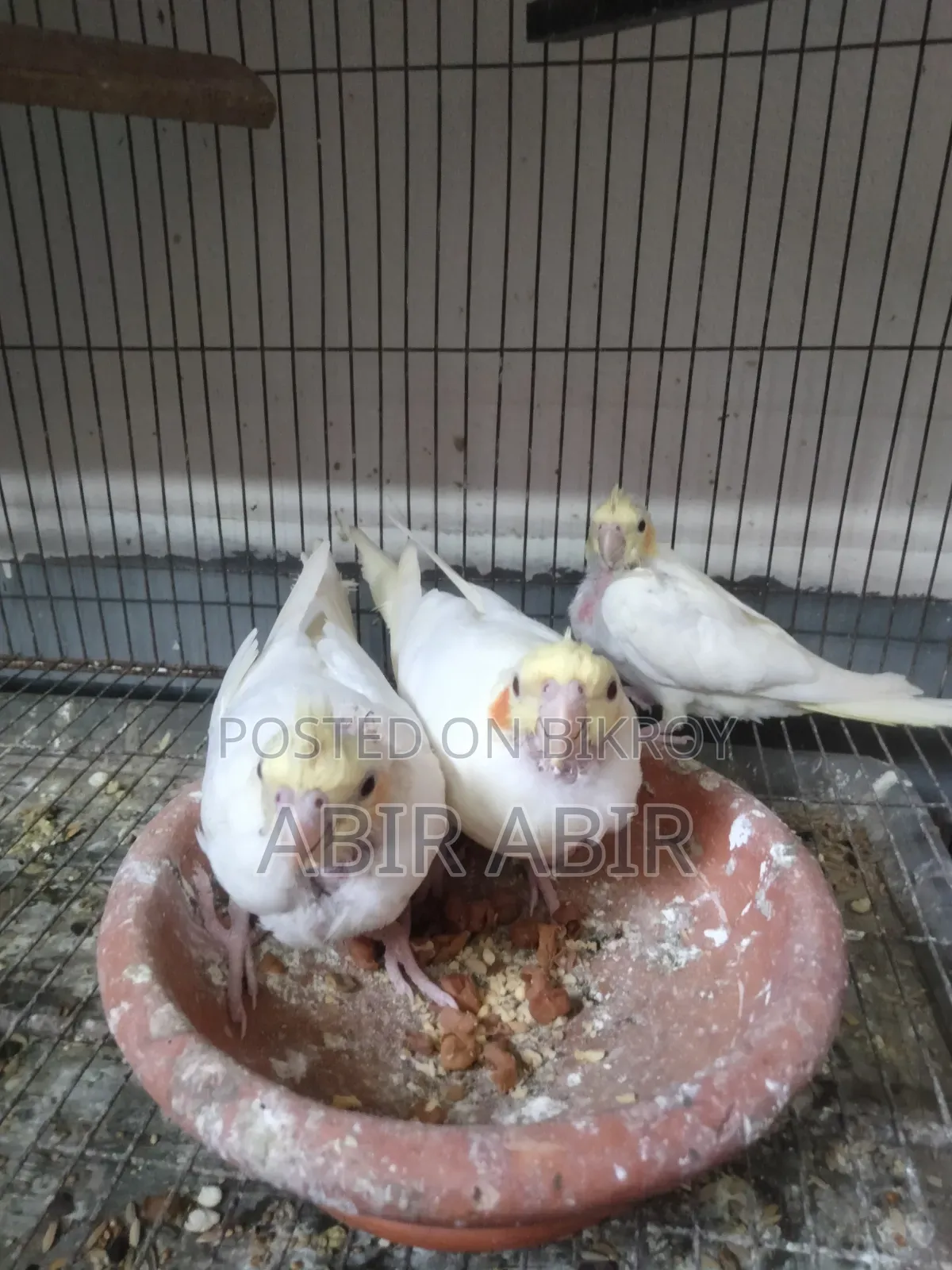 Cockatiel baby.
