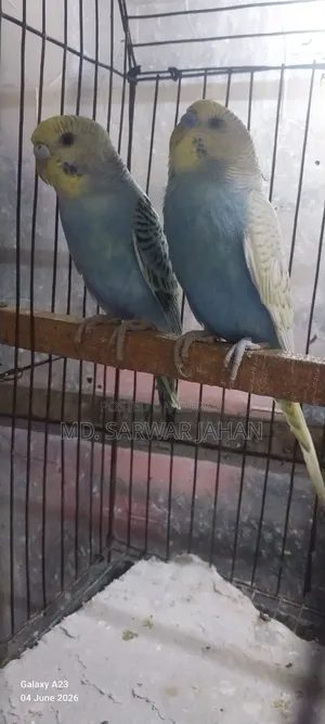 Running Budgie pair