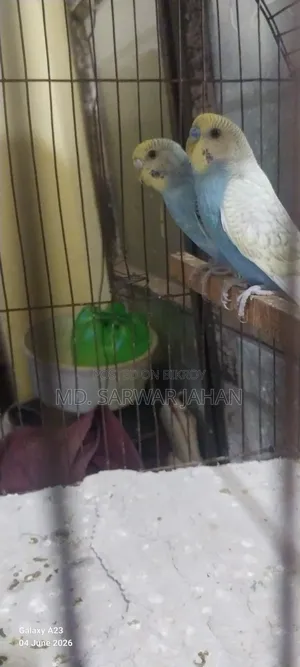 Running Budgie pair