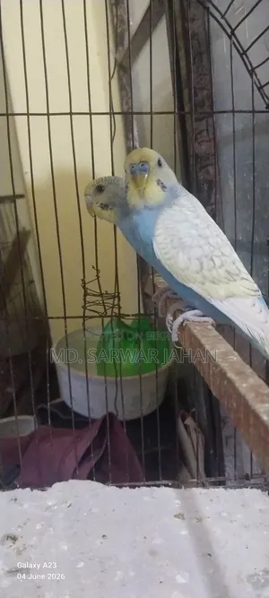 Running Budgie pair