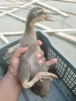 খাকি কেম্বেল হাসের বাচ্ছা ১ মাসের