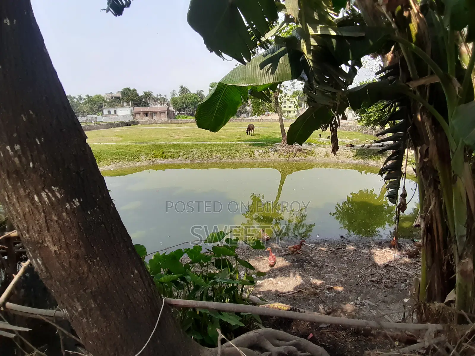 ১৫ শতক জমি বিক্রয় করা হবে | রংপুর শাপলা থেকে ৫ মিনিট শতরঙ্গীর পিছনে