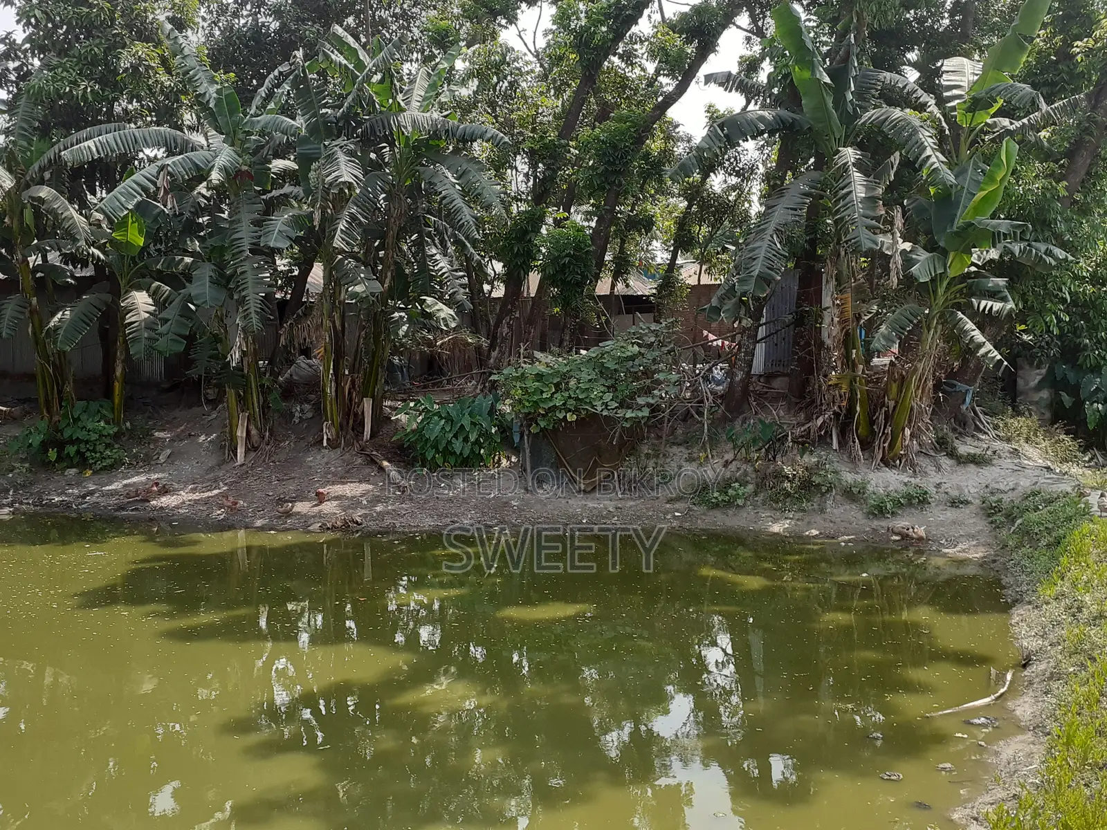 ১৫ শতক জমি বিক্রয় করা হবে | রংপুর শাপলা থেকে ৫ মিনিট শতরঙ্গীর পিছনে