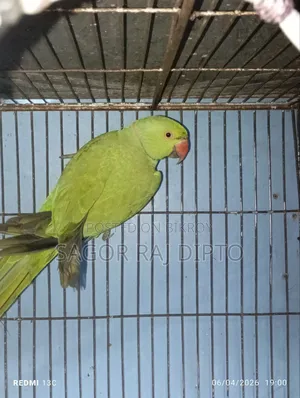 Indian Ringneck Parakeet