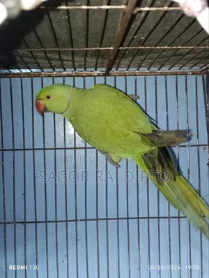 Indian Ringneck Parakeet