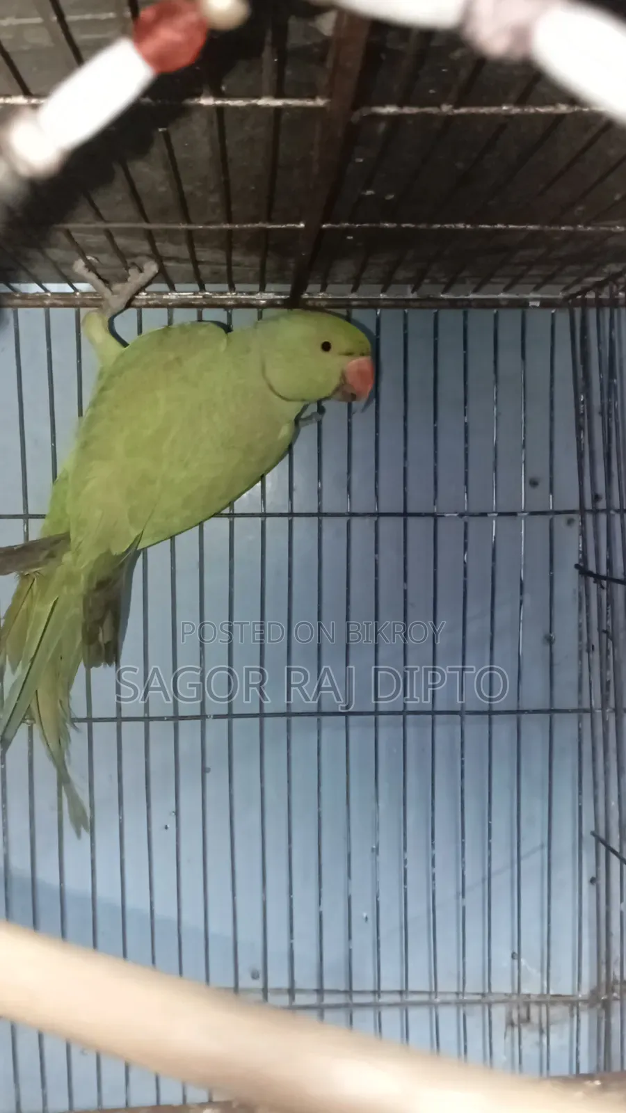 Indian Ringneck Parakeet