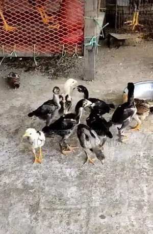 2-month-old fighter chicken chicks