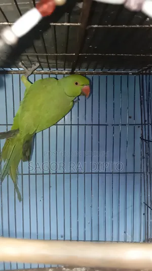 Indian Ringneck Parakeet