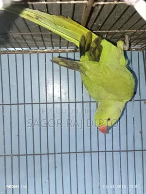 Indian Ringneck Parakeet