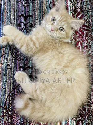 1-3 months Male Purebred Persian