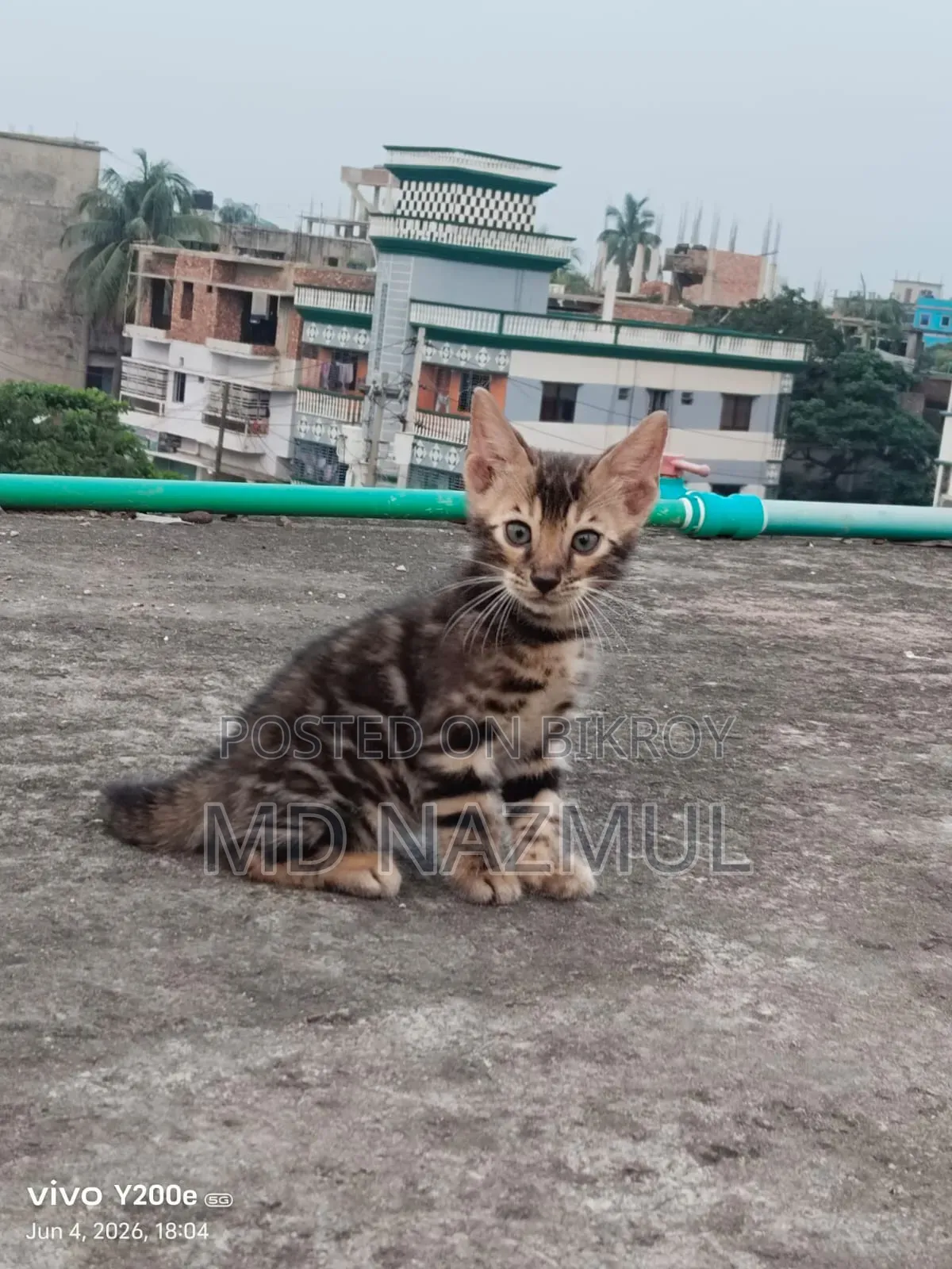 1-3 Months Male Purebred Bengal Cat