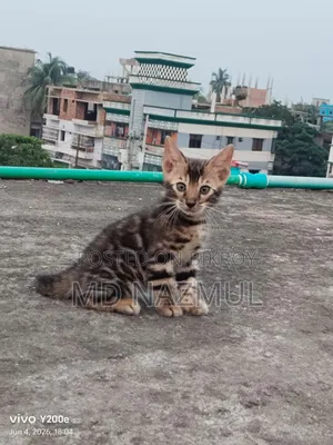 1-3 Months Male Purebred Bengal