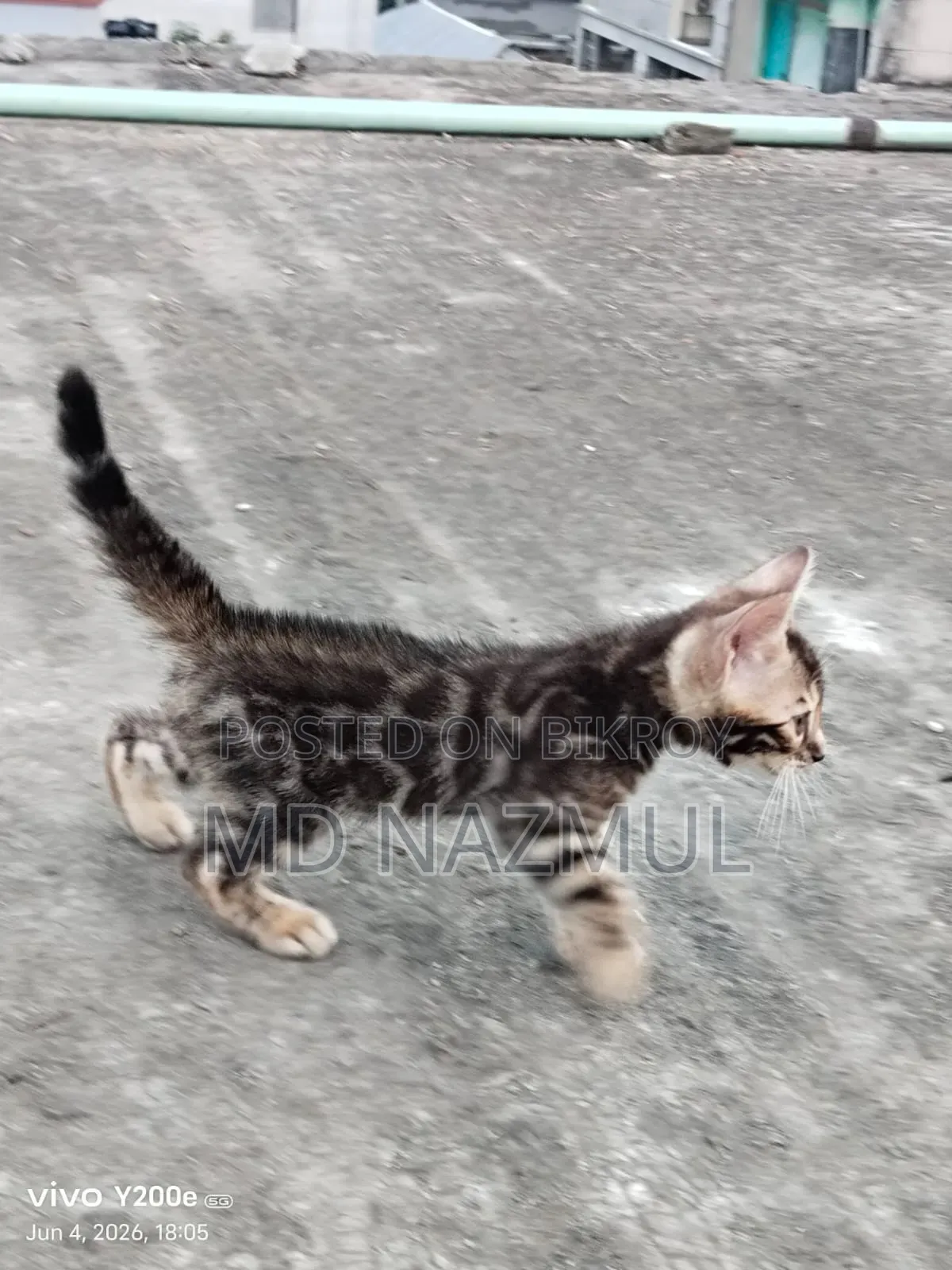 1-3 Months Male Purebred Bengal Cat