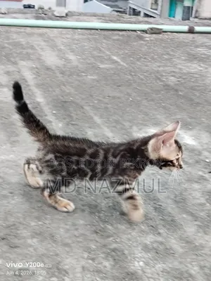 1-3 Months Male Purebred Bengal Cat