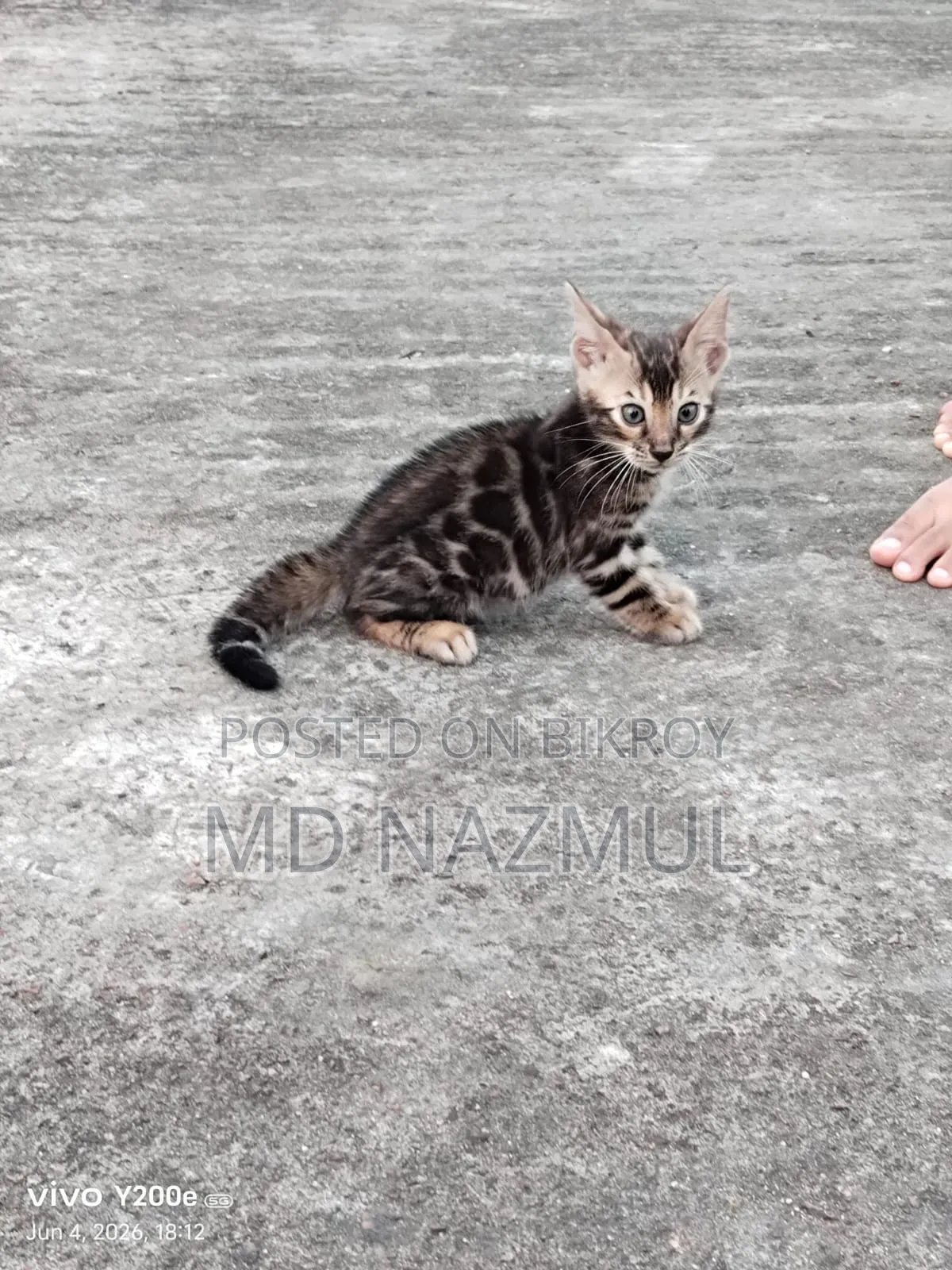 1-3 Months Male Purebred Bengal Cat