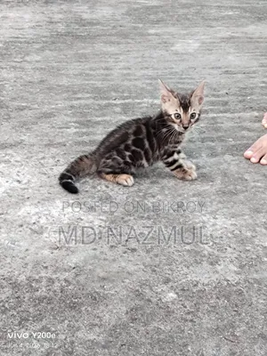 1-3 Months Male Purebred Bengal Cat