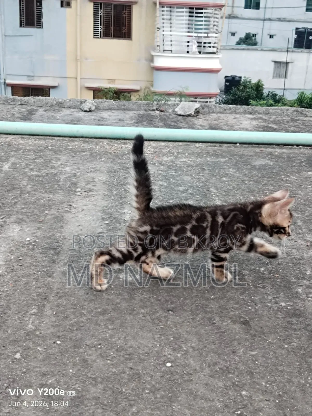 1-3 Months Male Purebred Bengal Cat