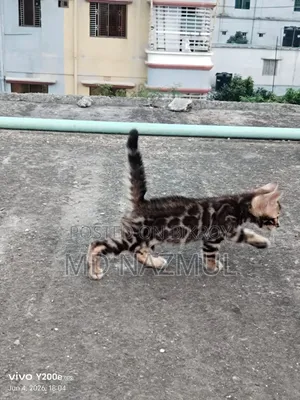 1-3 Months Male Purebred Bengal Cat