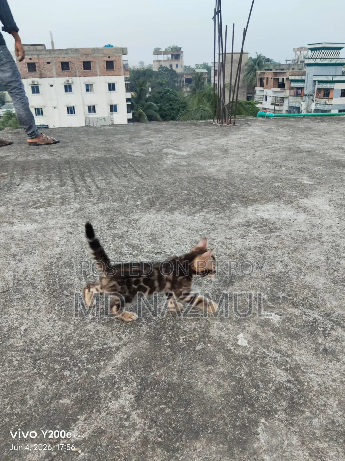 1-3 Months Male Purebred Bengal Cat