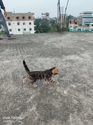 1-3 Months Male Purebred Bengal Cat