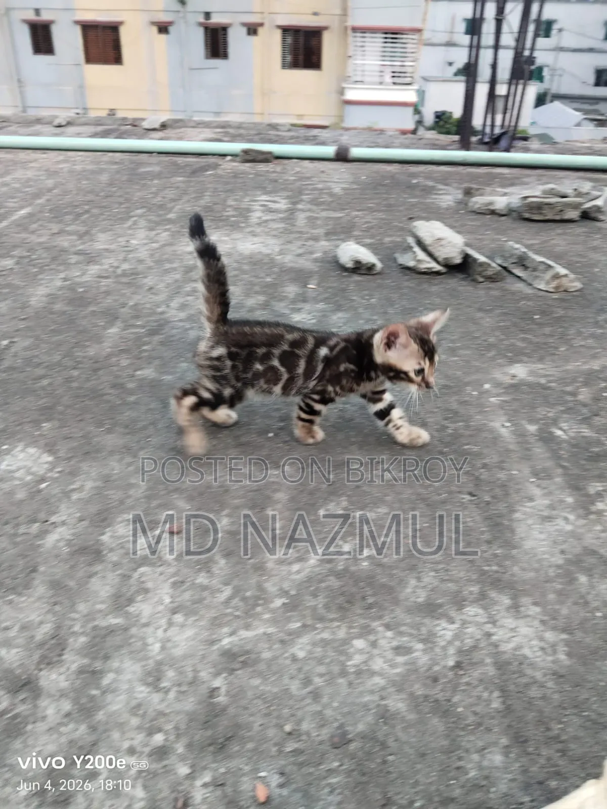 1-3 Months Male Purebred Bengal Cat