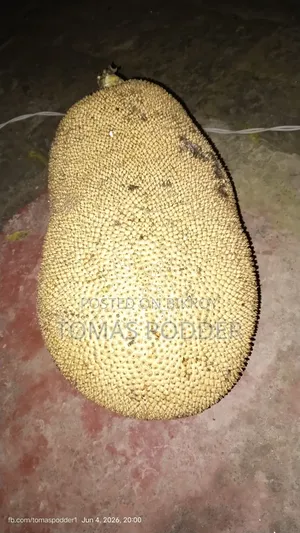 Jackfruit for Sale