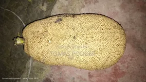 Jackfruit for Sale