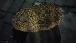 Jackfruit for Sale