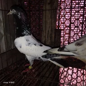 1 piece Saki Teddy female pigeon for sale