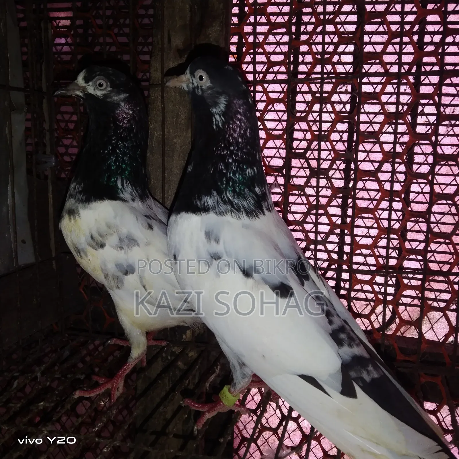 1 piece Saki Teddy female pigeon for sale