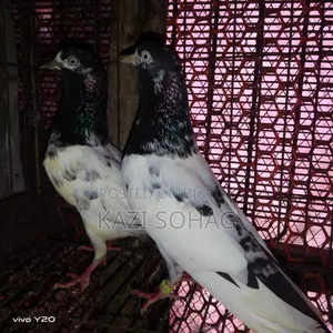 1 piece Saki Teddy female pigeon for sale